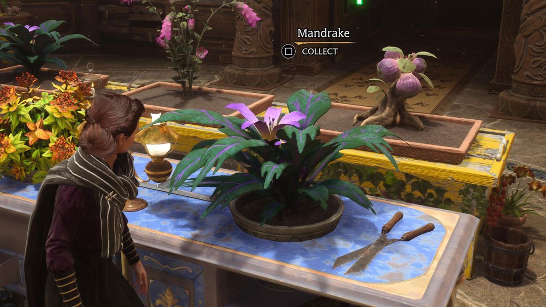 Comment trouver les mandragores de l'héritage de Poudlard ou les cultiver soi-même ?- img